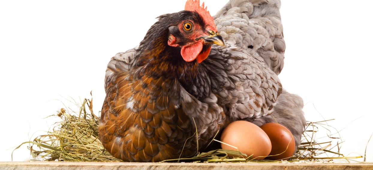 فروش مرغ تخمگذار در سمنان - سپید طیور